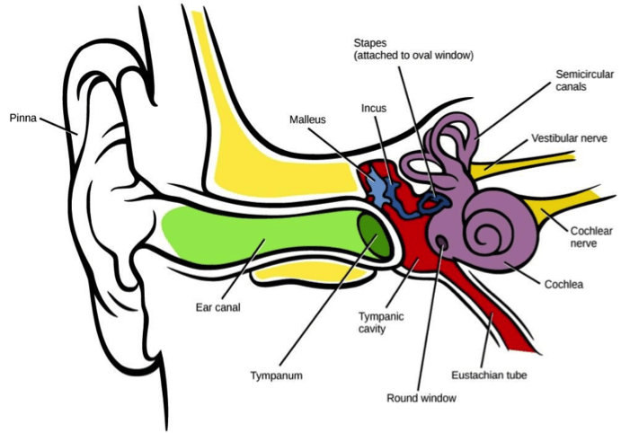 Vestibular System Diagram | GentleCare Therapy Early Intervention